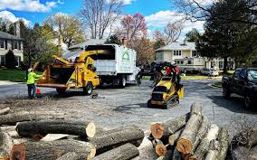 Professional Tree Services in Conesus Lake, NY