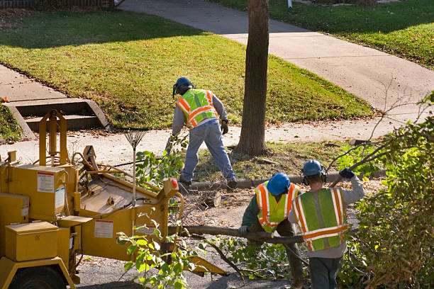 How Our Tree Care Process Works  in Conesus Lake, NY